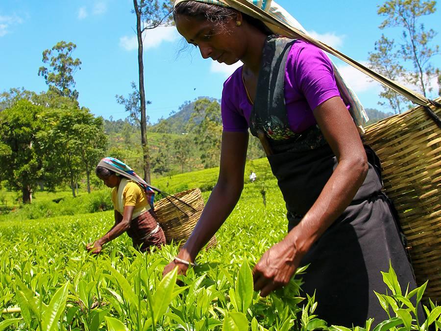 Ceylon Tea — Sri Lanka souvenir shopping with Roveo Tours