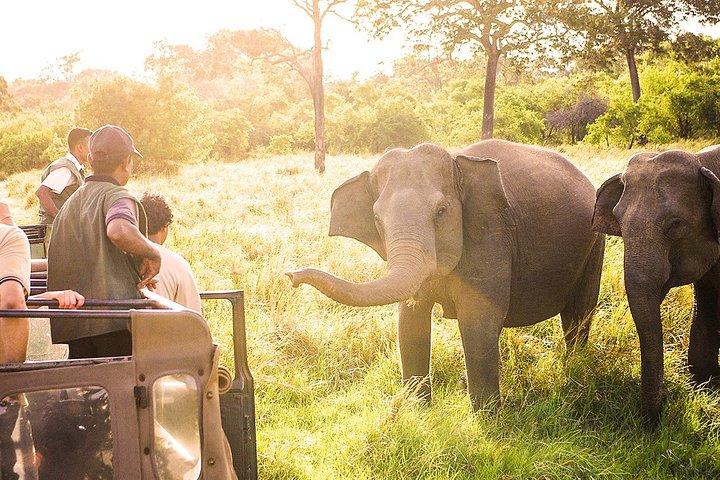 Wildlife experience with Roveo Tours